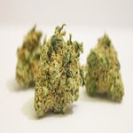 featured-image-weed-blog-102lupY1yR_