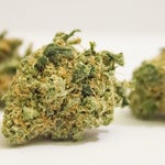 featured-image-weed-blog-102owMcMD4c