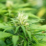 featured-image-weed-blog-103Fww3Up_I