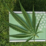featured-image-weed-blog-117pIgp4qPY