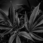 featured-image-weed-blog-1373yMDDfXh
