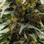 featured-image-weed-blog-13x4DbY5Bj