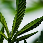 featured-image-weed-blog-143kb2A8Y_9