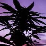 featured-image-weed-blog-147Mqrd1BQi