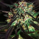 featured-image-weed-blog-148OY7BLW-g