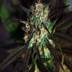 featured-image-weed-blog-148QHWcG8O4