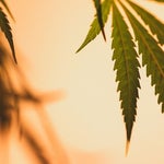 featured-image-weed-blog-14nCDEOSW1