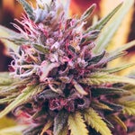 featured-image-weed-blog-160L4fLnN4W