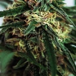 featured-image-weed-blog-165QBx8ehvu