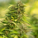 featured-image-weed-blog-166G743ZP44