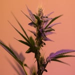 featured-image-weed-blog-172CM6z0gJC