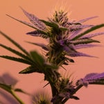 featured-image-weed-blog-172WTpzO7MO