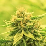 featured-image-weed-blog-178Xh9SWHJR