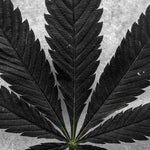 featured-image-weed-blog-18862RKGzPq