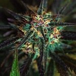 featured-image-weed-blog-189haD8uDRo