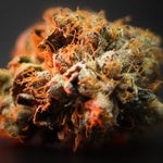 featured-image-weed-blog-202CR7Ezglt