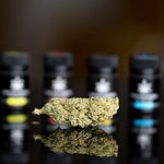 featured-image-weed-blog-204x49GbIOG