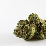featured-image-weed-blog-210D4FG8SvC