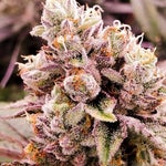 featured-image-weed-blog-223TBe1lxhh