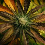 featured-image-weed-blog-22KVBn0FNF