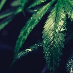 featured-image-weed-blog-256KPf3ZSMv
