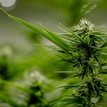 featured-image-weed-blog-265_Qaysqw3