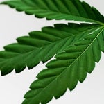featured-image-weed-blog-267-VFjT5mO