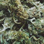 featured-image-weed-blog-28dnOsEGO6