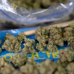 featured-image-weed-blog-2s7v6tEMJ