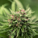 featured-image-weed-blog-41GtRQYUHw