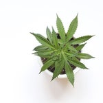 featured-image-weed-blog-47c2J8741a