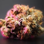 featured-image-weed-blog-510p5DngAX