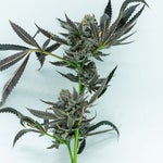featured-image-weed-blog-59IMI2FcZ