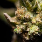 featured-image-weed-blog-59fg8mvvc2