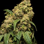 featured-image-weed-blog-60myS0NhJm