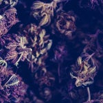 featured-image-weed-blog-62t0Eh3Bhz