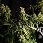 featured-image-weed-blog-651w09OnK6