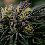 featured-image-weed-blog-82nvUgsy8B