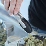 featured-image-medical-marijuana-1225l_LG7zB