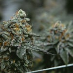 featured-image-medical-marijuana-155xJVyEdc3
