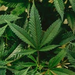 featured-image-medical-marijuana-217_IUu6I9j