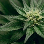 featured-image-medical-marijuana-219CpEhFhqe