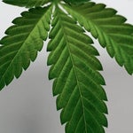 featured-image-medical-marijuana-21h-egqtTH