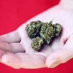 featured-image-medical-marijuana-239uWBe_-Ks
