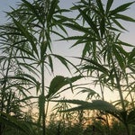 featured-image-medical-marijuana-71pxcJv4wV