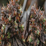 featured-image-medical-marijuana-7JkDZFnPA