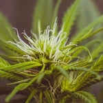 featured-image-weed-blog-104Sz_GMHnK