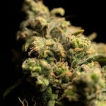 featured-image-weed-blog-110L1F5nVdc