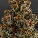 featured-image-weed-blog-115w47nNMlX
