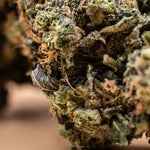 featured-image-weed-blog-12HgkR5DLf